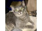 Adopt Camille a Gray or Blue Domestic Shorthair / Mixed cat in West Olive