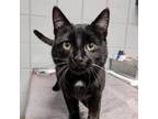 Adopt Drury Lane a All Black Domestic Shorthair / Mixed cat in West Olive