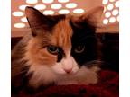 Adopt Pia a Calico or Dilute Calico Calico (long coat) cat in Cut Bank