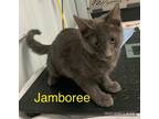 Adopt Jamboree a Gray or Blue Domestic Shorthair / Domestic Shorthair / Mixed