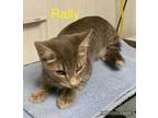 Adopt Rally a Gray or Blue Domestic Shorthair / Domestic Shorthair / Mixed cat