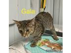 Adopt Gala a Brown or Chocolate Domestic Shorthair / Domestic Shorthair / Mixed