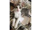 Adopt Scamper a Gray, Blue or Silver Tabby Domestic Shorthair / Mixed (short
