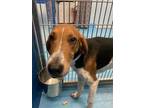 Adopt Malone a Tan/Yellow/Fawn Hound (Unknown Type) / Mixed dog in Newport News