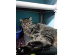 Adopt Holly a Brown Tabby Domestic Shorthair (short coat) cat in Hazel Park