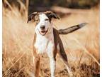Adopt Rio a Brindle German Shepherd Dog / Hound (Unknown Type) / Mixed dog in