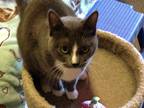 Adopt Tabitha Lucy a Gray, Blue or Silver Tabby Domestic Shorthair / Mixed