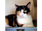 Adopt Lucille a Calico or Dilute Calico Calico (short coat) cat in Key Largo