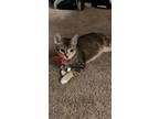 Adopt Perry a Spotted Tabby/Leopard Spotted American Shorthair / Mixed (medium