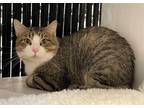 Adopt WHISKERS a Brown Tabby Domestic Shorthair / Mixed (short coat) cat in