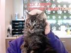 Adopt a Brown Tabby Domestic Longhair / Mixed (long coat) cat in Louisville