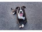Adopt GoOsE a Black - with White American Pit Bull Terrier / Mixed dog in