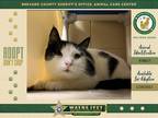 Adopt Cat a Domestic Shorthair / Mixed cat in Melbourne, FL (33706446)