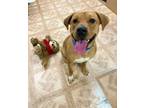 Adopt Dash a Red/Golden/Orange/Chestnut Labrador Retriever / Mixed dog in