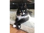 Adopt Whizzy a Black & White or Tuxedo Maine Coon / Mixed cat in Carmel