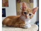 Adopt Ace 04-4219 a Orange or Red (Mostly) Domestic Mediumhair / Mixed cat in