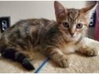 Adopt Oyku 05-4225 a Brown Tabby Domestic Mediumhair / Mixed cat in Fremont