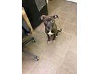 Adopt Mugsy a Brindle Boxer / Mixed dog in Cleburne, TX (33706279)