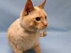 Adopt Bambi a Cream or Ivory Siamese / Domestic Shorthair / Mixed cat in Golden