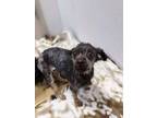 Adopt Sookie a Black Shih Tzu / Mixed dog in Caldwell, ID (33706448)
