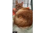Adopt Oscar a Orange or Red Tabby Domestic Longhair (long coat) cat in Key