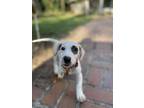 Adopt Pearl a White Dachshund / Labrador Retriever dog in Zellwood