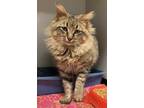 Adopt Floof a Tan or Fawn Maine Coon / Domestic Shorthair / Mixed cat in