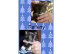 Adopt Rafferty a All Black Domestic Shorthair / Domestic Shorthair / Mixed cat