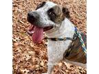 Adopt Kershaw a Hound (Unknown Type) / American Staffordshire Terrier / Mixed