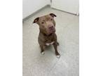 Adopt Frankie a Brown/Chocolate American Pit Bull Terrier / Mixed dog in