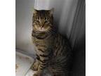 Adopt JAMES a Brown Tabby Domestic Shorthair / Mixed (short coat) cat in