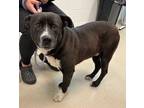Adopt *MAXLEY a Black - with White Labrador Retriever / Mixed dog in Burlington