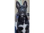Adopt Dexter a Black - with White Terrier (Unknown Type, Medium) / Husky / Mixed