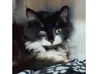 Adopt Pantene a All Black Domestic Longhair / Domestic Shorthair / Mixed cat in