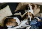 Adopt Scarlett a Brown/Chocolate - with White Treeing Walker Coonhound / Mixed