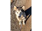 Adopt Lana a Gray/Blue/Silver/Salt & Pepper Alaskan Malamute / Mixed dog in