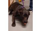 Adopt Harley a Black Labrador Retriever / Mixed dog in Wooster, OH (33705386)