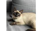 Adopt Morrison a Brown or Chocolate (Mostly) Siamese / Mixed (short coat) cat in