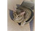 Adopt Toby the Tabby a Gray, Blue or Silver Tabby American Shorthair / Mixed