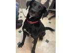 Adopt Gemma a Black Labrador Retriever / Australian Shepherd / Mixed dog in