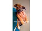 Adopt Cappuccino a Brown/Chocolate - with Black Black Mouth Cur / Terrier