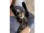 Adopt ShooShoo a Gray or Blue (Mostly) Maine Coon / Mixed (long coat) cat in