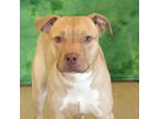 Adopt Sasha a Tan/Yellow/Fawn American Pit Bull Terrier / Mixed dog in Bristol