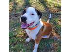 Adopt Pacha a White - with Brown or Chocolate Bullmastiff / Terrier (Unknown