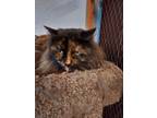 Adopt Jackie a Tortoiseshell Domestic Longhair (long coat) cat in Alamo