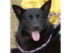 Adopt Major a Black German Shepherd Dog / Mixed dog in Preston, CT (33705377)