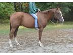 16H Gelding with comfortable gaits