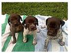 Akc German Shorthaired Pointer Puppies