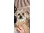 Daisy Mae, Terrier (unknown Type, Small) For Adoption In Denver, Colorado