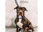 Sheeba, Pit Bull Terrier For Adoption In Philadelphia, Pennsylvania